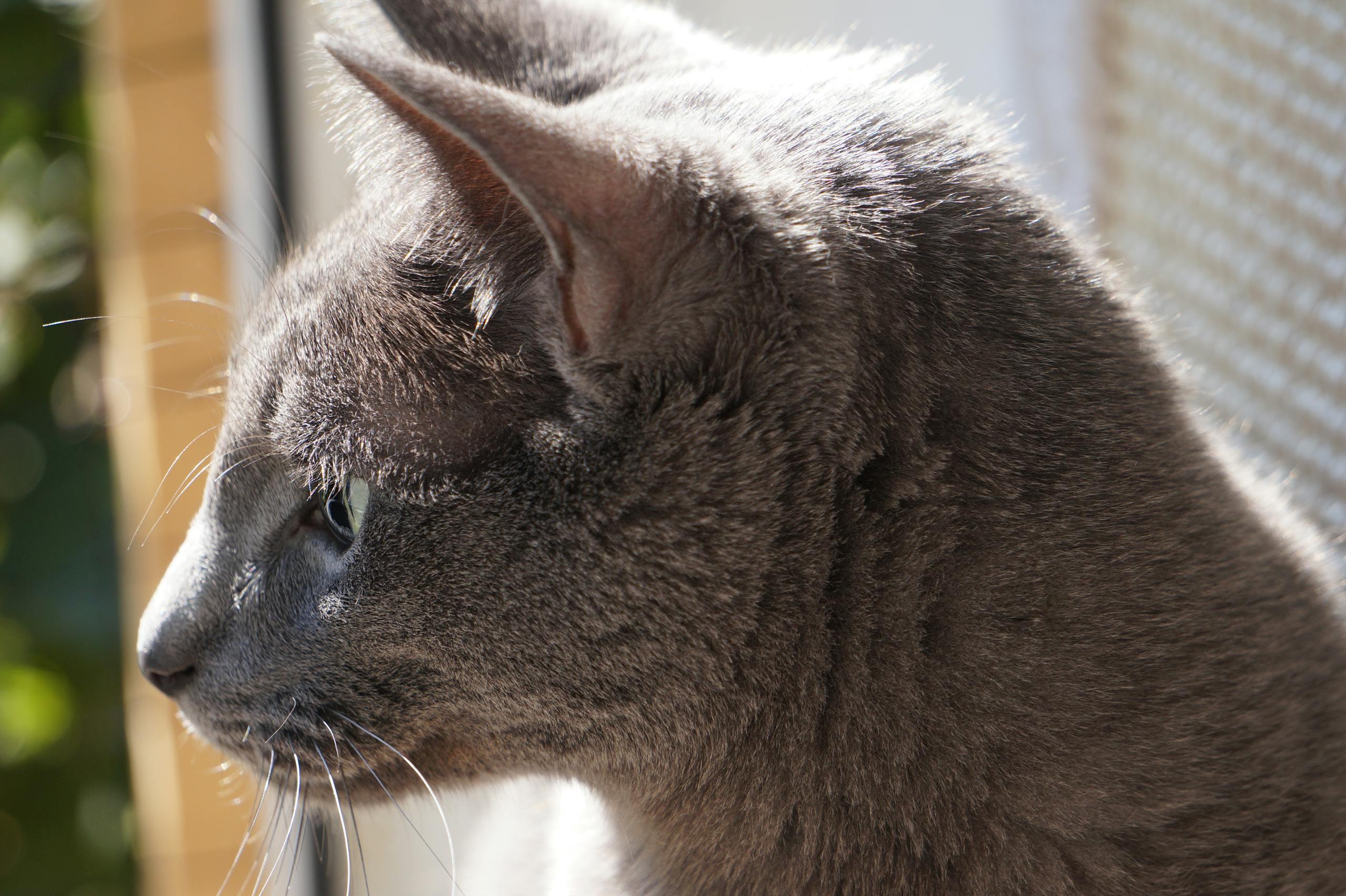 Schöne graue Katze